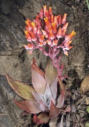 dudleya cymosa ssp cymosa thumbnail graphic